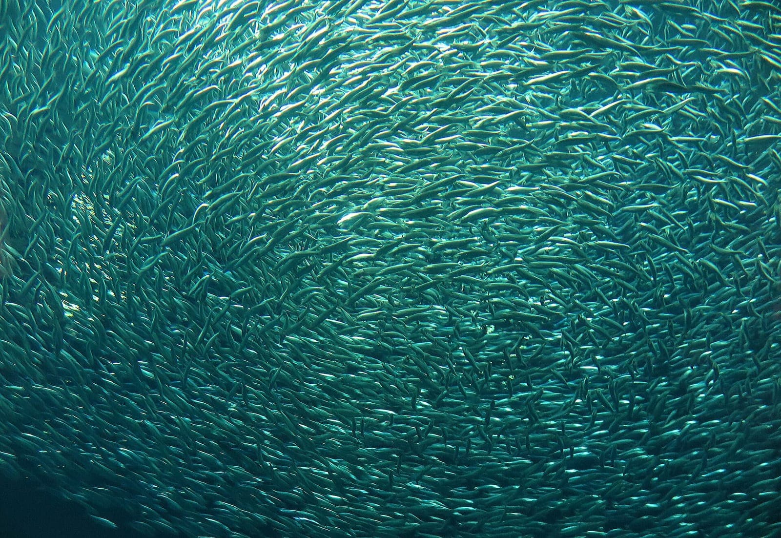 Monterey Bay Aquarium